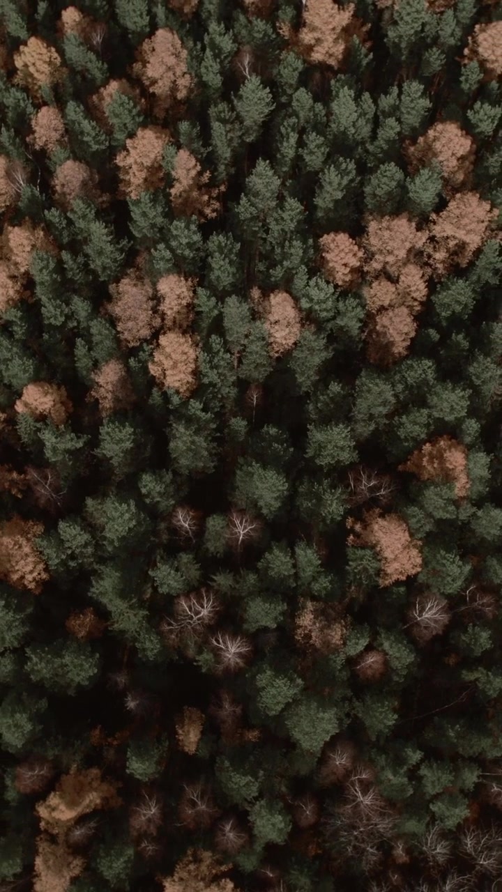 Riprese aeree zenitali con drone di una fitta chioma del bosco con conifere verdi e alberi a foglie caduche marroni in autunno, sfondo con texture naturale per temi sulla natura.