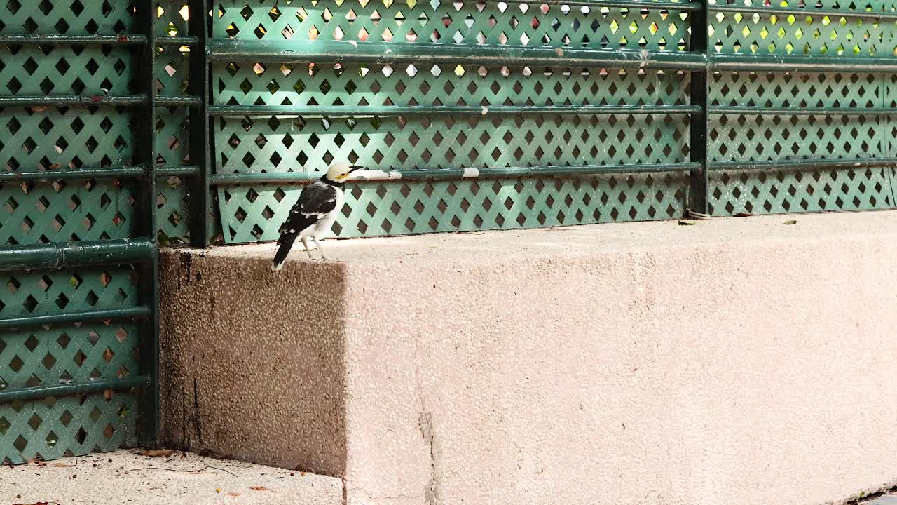 푸른 금속 울타리 근처의 벽에 서 있는 새