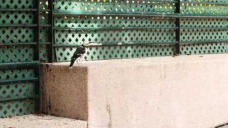 pájaro posado en una pared cerca de una valla de metal verde