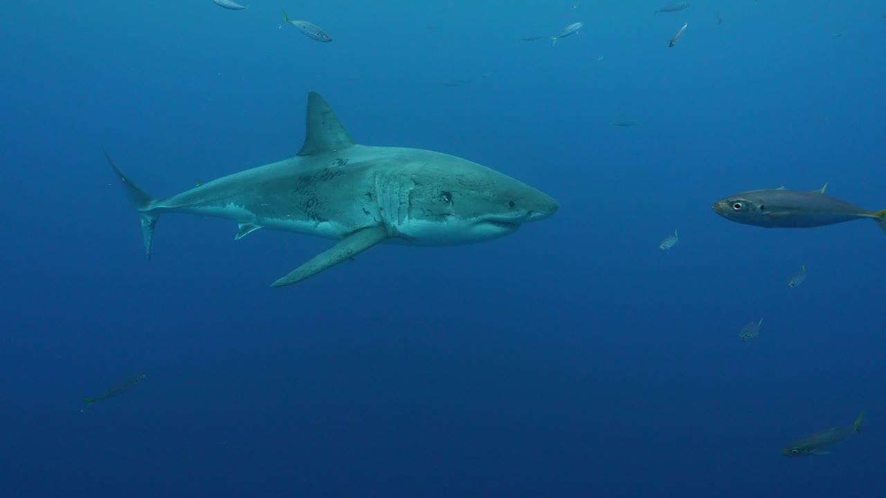 Great White Shark passing slowly while cage diving at the island of Guadalupe, Mexico. Slow motion shot.