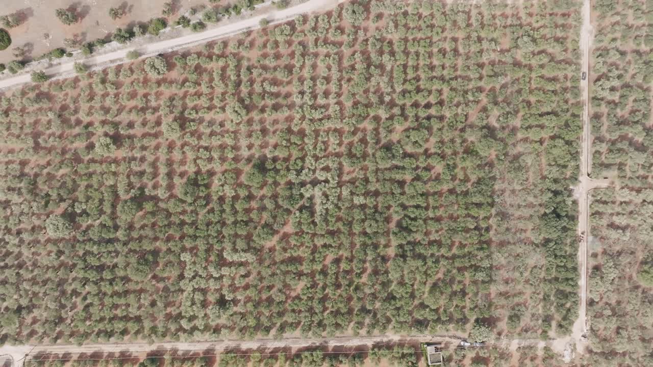 cámara aérea lenta de arriba hacia abajo de una granja de olivos que desciende para mostrar más detalles de los olivos