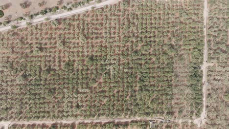 Slow-aerial-top-down-footage-of-an-Olive-Farm-descending-down-to-show-more-details-of-the-olive-trees