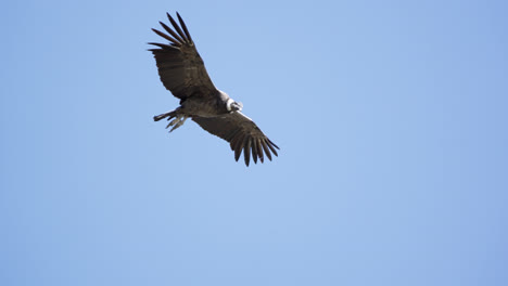 close-up view of an andean condor in flight showing its huge winspan