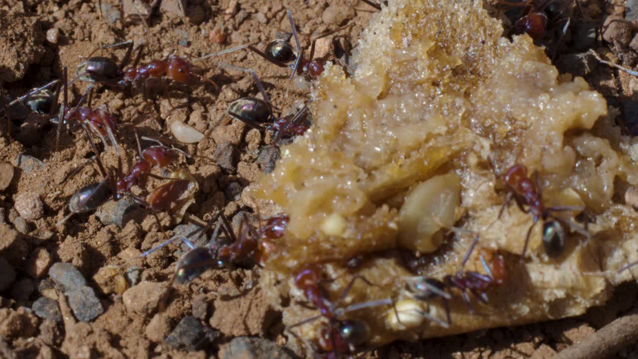 Bull ants swarm a food scrap on dry soil, natural daylight, close-up, minimal camera movement