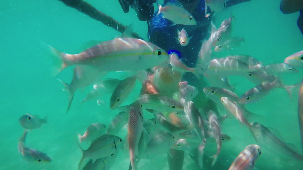 UNDERWATER SCENE: Lots of fish being fed by man.