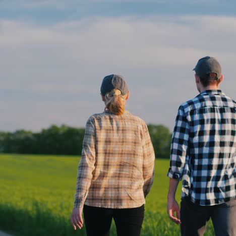 Two-Farmers-Walk-Among-The-Fields-Of-Green-Wheat-Talking