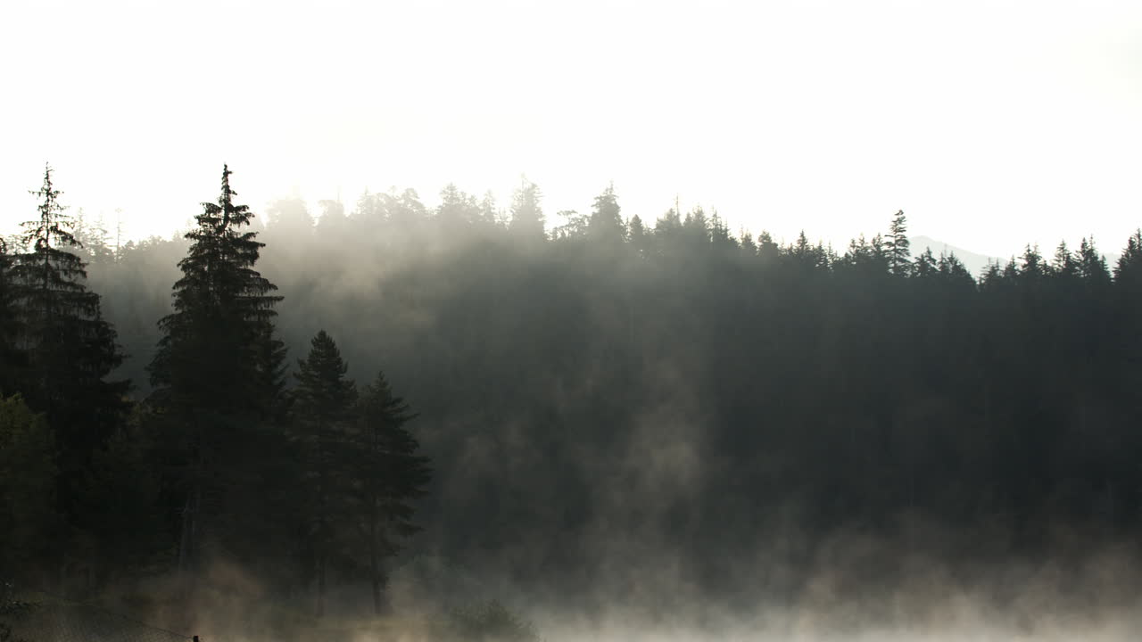황혼에 호수에서 무성한 소나무 숲을 향해 안개가 피어오르는 - 패닝 샷