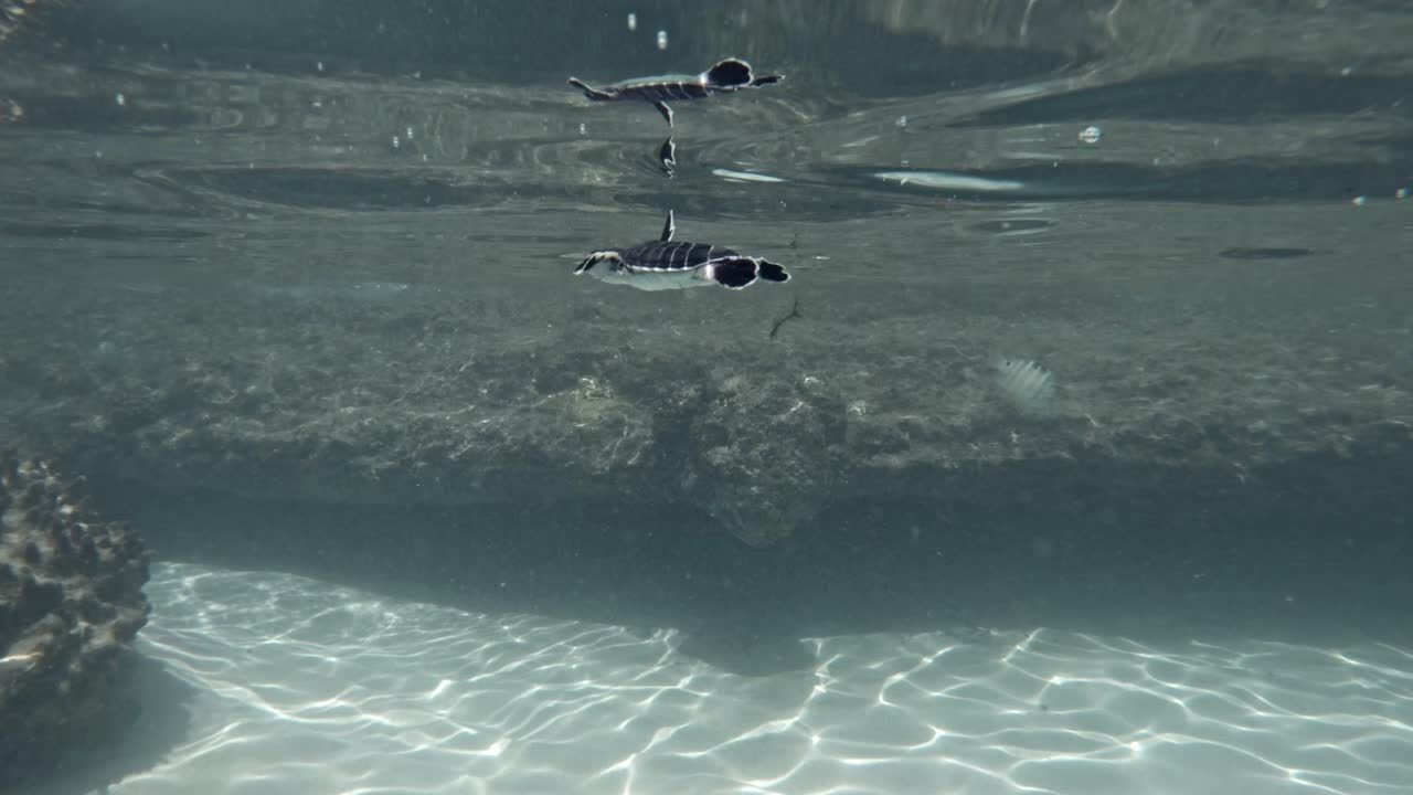 여름에 깨끗한 바다에서 수영하는 어린 아기 거북이