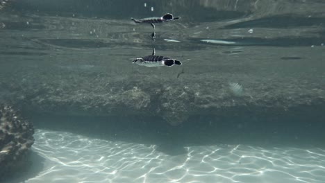 young baby turtle swimming under pristine ocean in summertime