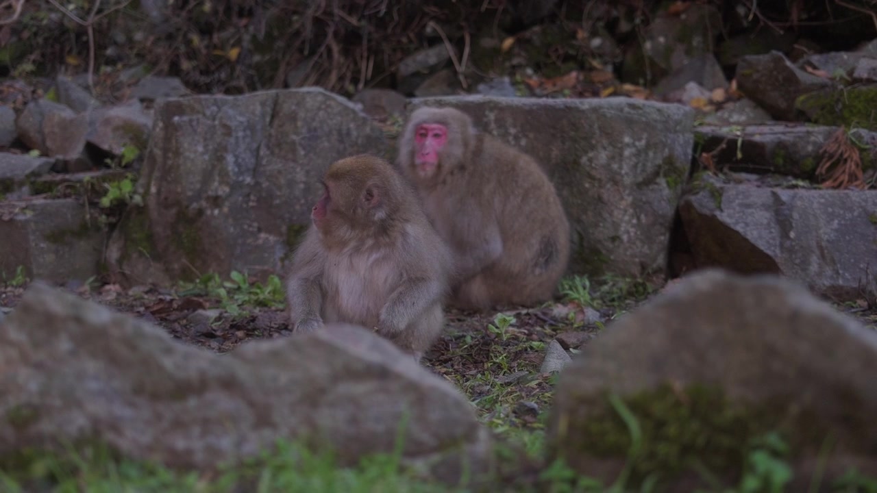 Macaques japonais se reposant calmement parmi les rochers dans l'environnement montagneux naturel du Japon. Des images de faune montrant le comportement social de ces singes indigènes avec un mouvement de caméra cinématographique à main levée.