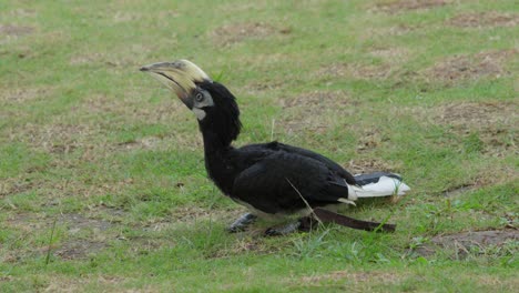 Close-up-of-an-Eastern-pied-hornbill-preparing-to-take-flight