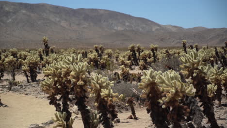 joshua tree national park, yucca brevifolia plants and desert landscape on hot sunny day