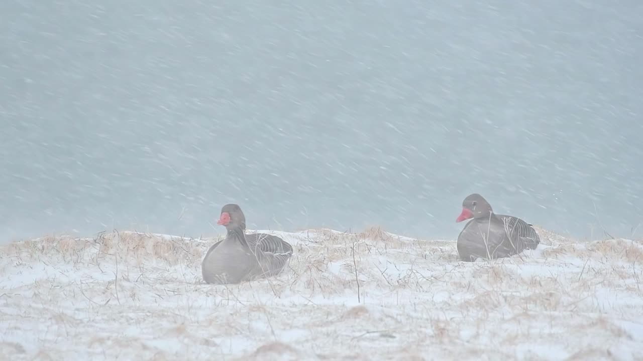 gansos grises sentados en una tormenta de nieve