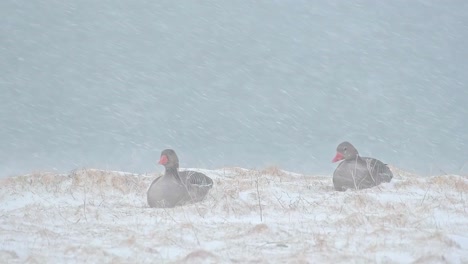 greylag geese sitting in a snowstorm