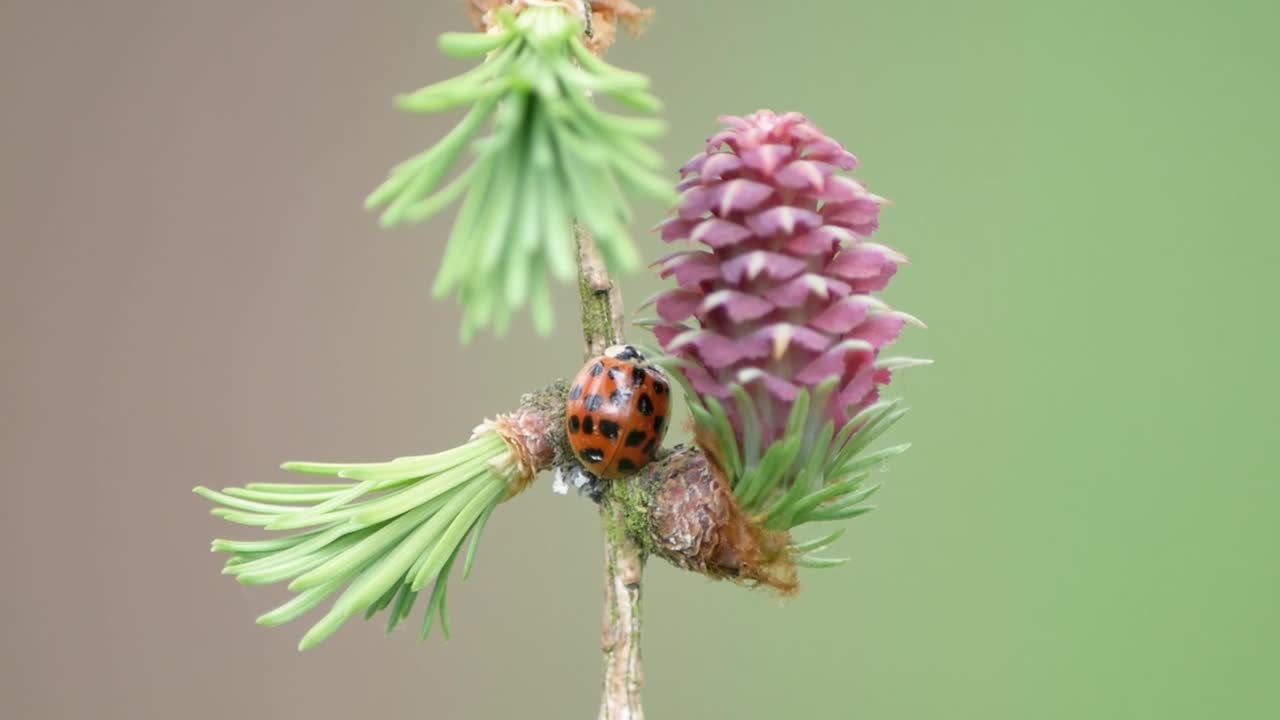 A ladybird that I've found resting next to this plant