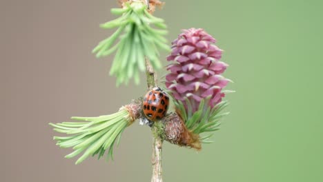 a ladybird that i've found resting next to this plant