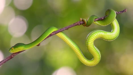 la víbora de labios blancos es una víbora venenosa endémica del sudeste asiático y a menudo se encuentra durante la noche esperando en una rama o rama de un árbol cerca de un cuerpo de agua con muchos alimentos