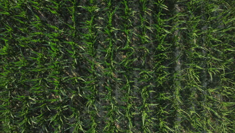 maíz agricultura cultivo orgánico campo vista aérea