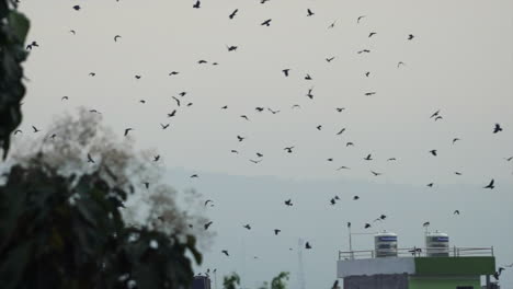 flock of black birds flying around in the sky on a cloudy day