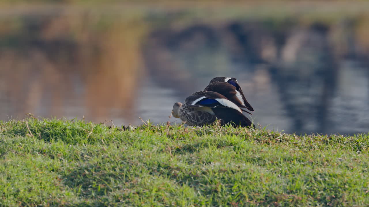 Anas poecilorhyncha, dabbling duck, one spot billed duck resting on the green grass near the pond in keoladeo bird sanctuary, India.