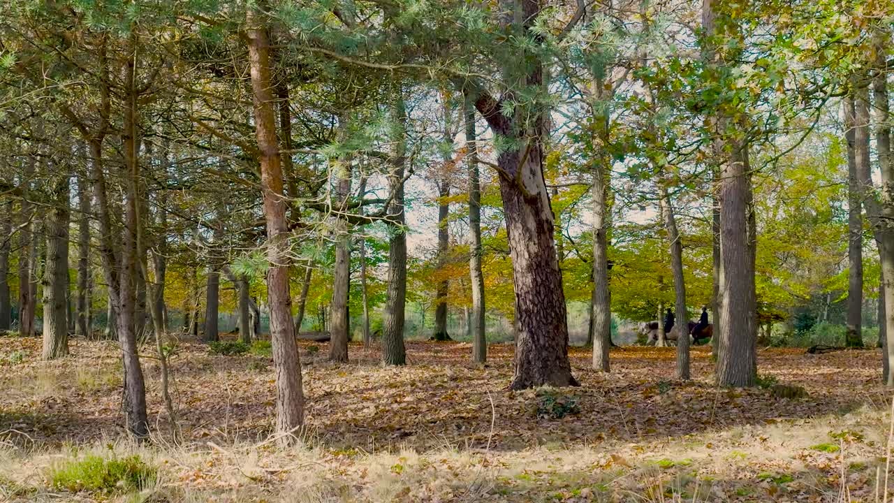 Scène de la forêt d'automne