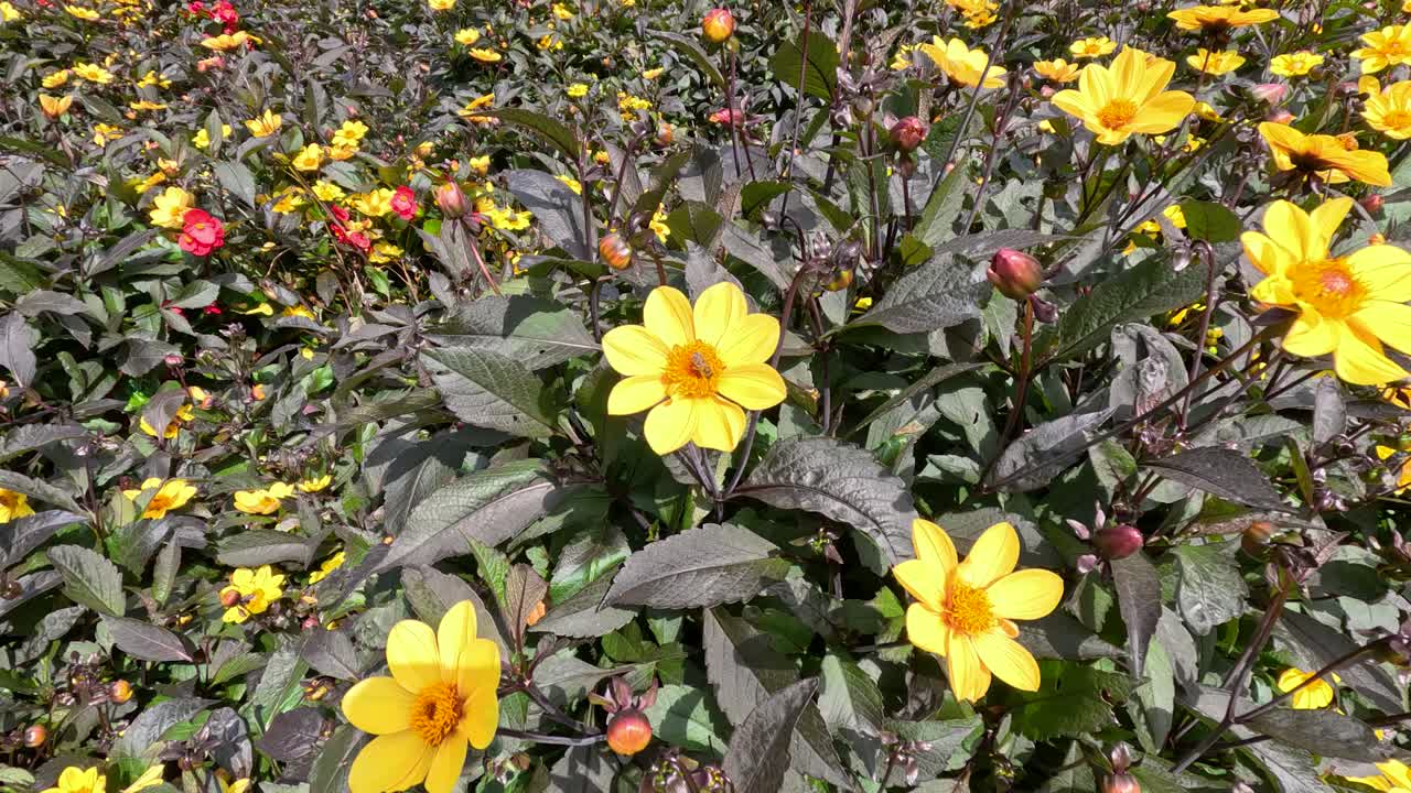Bee foraging among vibrant yellow Turnera ulmifolia flowers in sunlit Berlin garden, close-up video