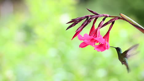 slow motion of magnificent hummingbird feeding on a pink canna lily, costa rica