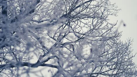 the first snow covers the tangled branches of the tree crowns