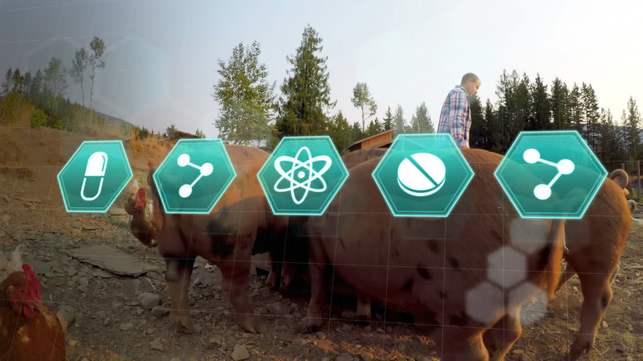 농장에서 과 돼지를 먹이는 사람에 대한 의료 아이콘