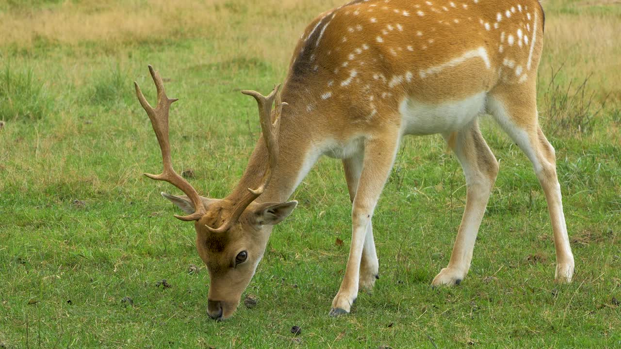 ciervo en barbecho con cuernos grandes comiendo hierba verde exuberante, día soleado, concepto de vida silvestre, tiro de mano cerrado