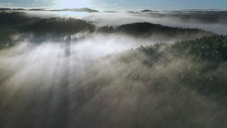 sun is rising on the horizon illuminating thick and fluffy morning fog, that becomes more dense while distancing from the pine forest