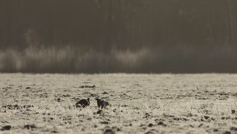 Black-grouse-lek-in-early-morning