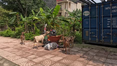 goats forage in garbage near shipping containers.