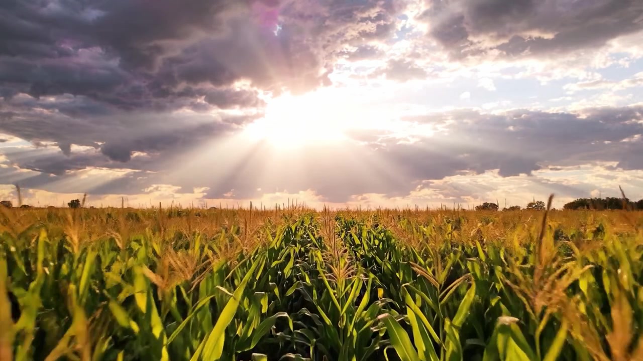 A Beautiful Sunset Over a Lush Cornfield, Bathed in Warm Light with Dramatic Clouds and Radiant Sunbeams Illuminating the Landscape
