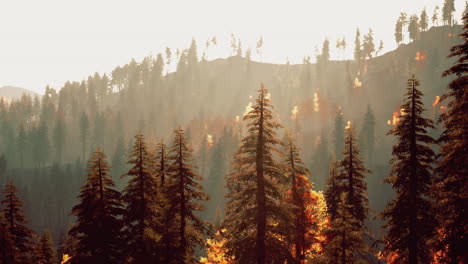 forest fire burning in the woods