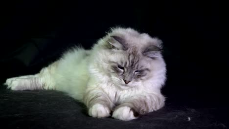 el gato de ojos azules fluffy blanco gracioso monitorea el haz láser
