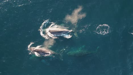 majestic pod of whales gliding through ocean waters
