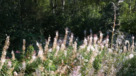 Static-view-of-the-beautiful-Chamaenerion-angustifolium-plant-also-popularly-known-as-fireweed,-which-grows-in-abundance-in-the-northern-hemisphere