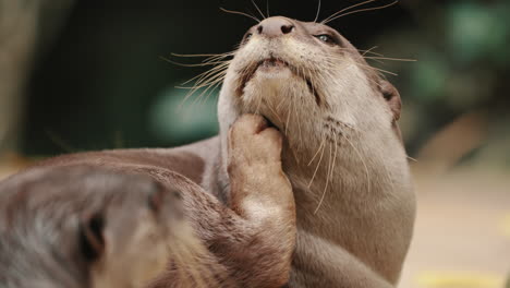 oriental small-clawed otter scratching itch on its coat using paw