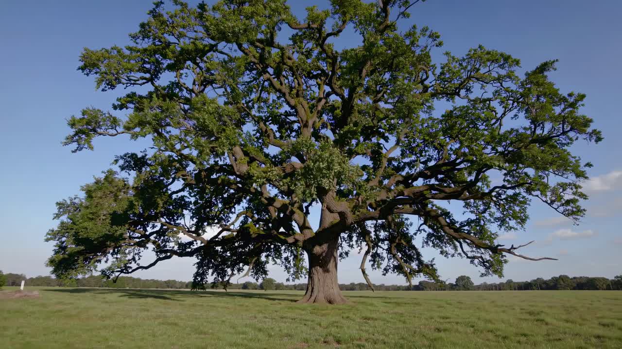 Wide-angle video shot of a majestic oak tree in a lush green field, capturing its expansive branches