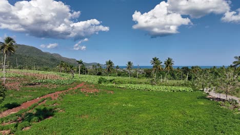 explore this drone flight between plantations and palm trees towards the paradisiacal boca del diablo beach in samaná, dominican republic