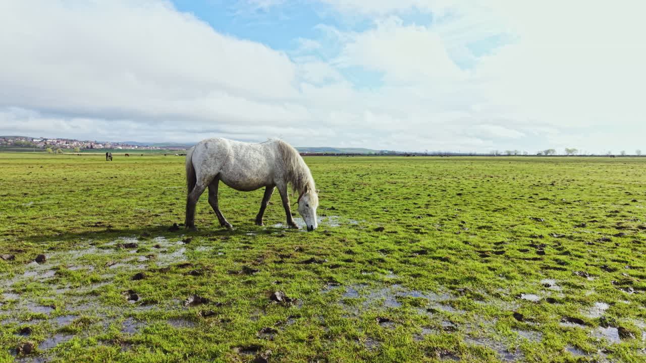 Pferd weidet auf grüner Wiese unter teilweise bewölktem Himmel in ländlicher Landschaft tagsüber.