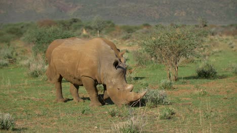 Rinoceronte-Blanco-Comiendo-Hierba-En-áfrica