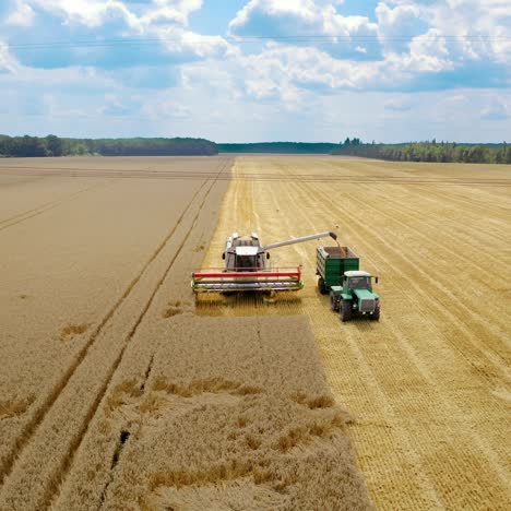 combine harvester collect ripe wheat. combine harvesting golden ripe wheat field, pours grain crop to tractor