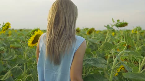 Back-view-of-unrecognizable-blond-woman-walking-in-a-field-of-sunflowers.-Slow-Motion-shot