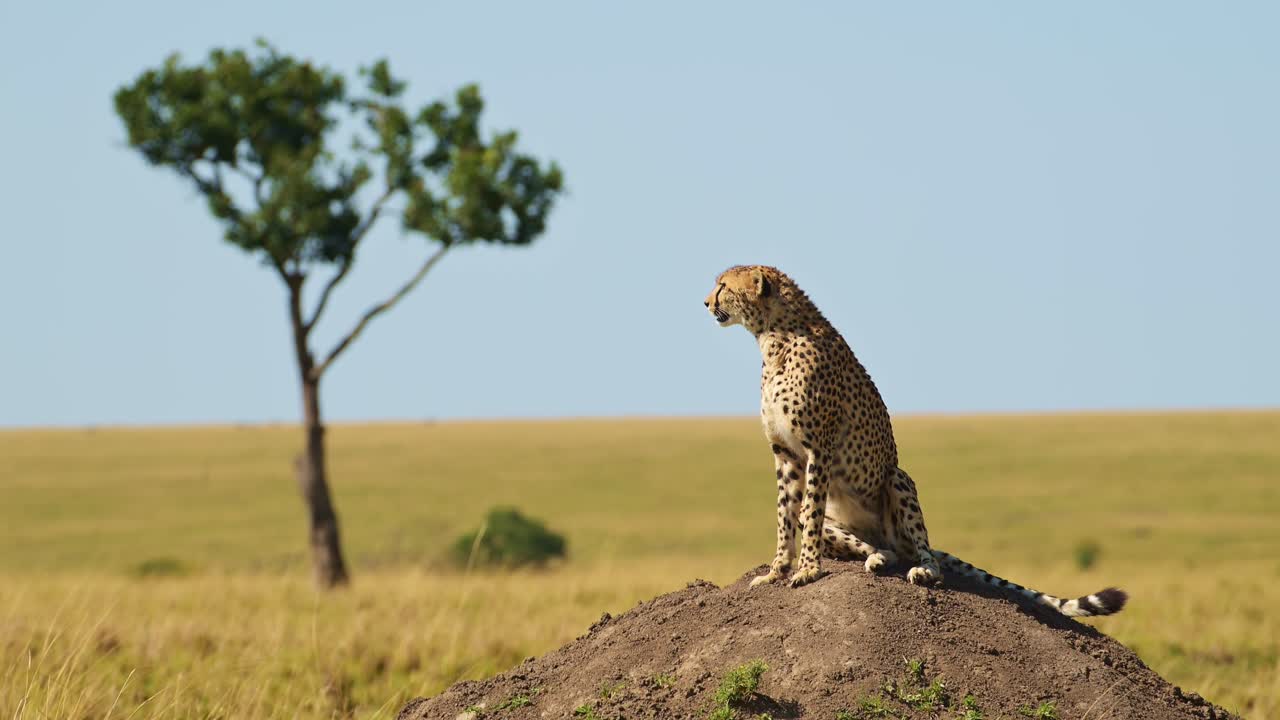 guepardo en el montículo de termitas cazando y buscando presa en un mirador mirando alrededor en áfrica, animales de safari de vida silvestre africana en masai mara, kenia en masai mara norte, hermoso retrato