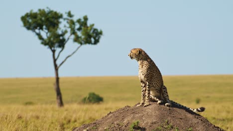 cheetah on termite mound hunting and looking for prey on a lookout looking around in africa, african wildlife safari animals in masai mara, kenya in maasai mara north, beautiful portrait