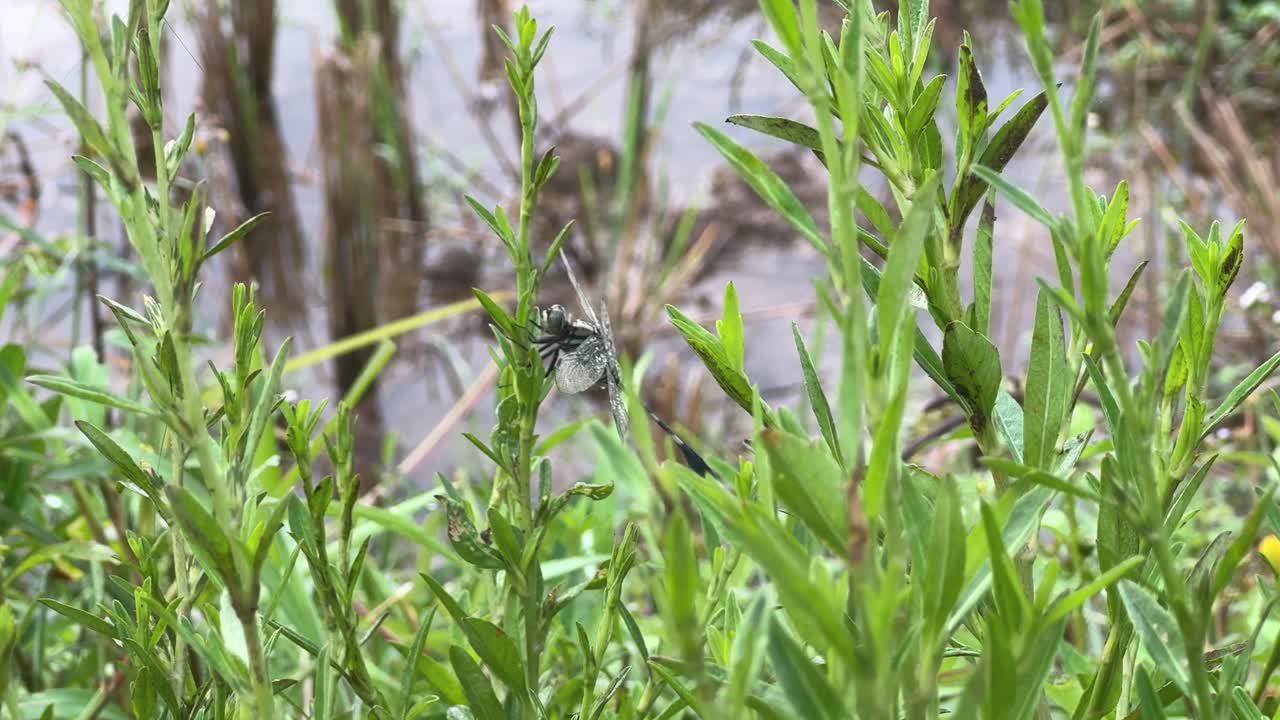 Beautiful dragonfly with delicate wings perched on a plant, highlighting the beauty of insect life. Orthetrum sabina