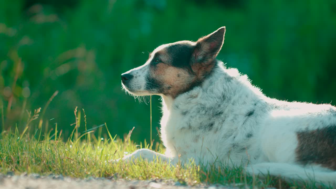 щенок собаки сидит на зеленой траве в солнечный день