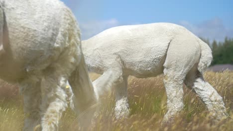 white alpaca walking in a meadow